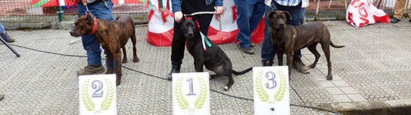 Turtzioz rastrea la genealogía de los perros villanos